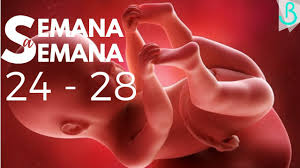 Imágenes, carteles y desmotivaciones de bebe aborto gestacion vida vivir embarazo feto sentir manos baby amor. Semanas 24 28 De Embarazo 7 Meses Semana A Semana Baby Suite By Pau Youtube