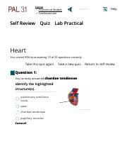 Shavon Wolfe Lab 4 Anatomical System Arteries Pal Lab Practical Pdf Self Review Home Anatomical Models Cardiovascular System Arteries Quiz Course Hero