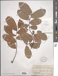 Image result for Monanthotaxis buchananii