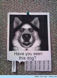 Here is the place for the collection of weird, silly and hilarious animal related memes. Funny Work Quotes Animals Dogtrainingobedienceschool Com