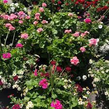 The recipient will think of you every time they use the special vase you sent them! Felly S Greenhouse 68 Photos 12 Reviews Florists 6353 Nesbitt Rd Fitchburg Wi Phone Number Yelp