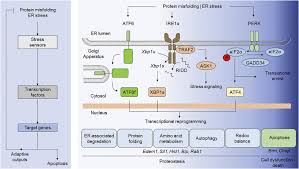 Gene Therapy Strategies To Restore Er Proteostasis In Disease Molecular Therapy