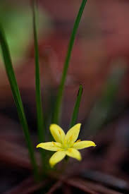 Image result for Hypoxis