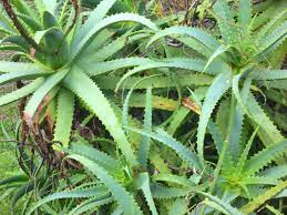 Plants Poisonous To Dogs Cats Top 15 Most Common Install It Direct Plants Poisonous To Dogs Plants Birds Of Paradise Plant