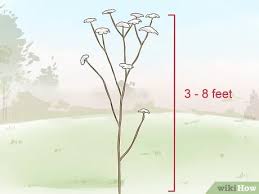 Maybe you would like to learn more about one of these? How To Protect Your Dog From Poison Hemlock 12 Steps