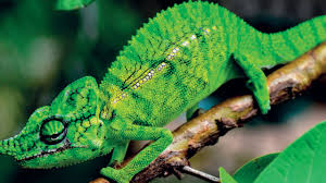 Definition from wiktionary, the free dictionary. 100 Yildir Gorulmeyen Bukalemun Turu Tekrar Ortaya Cikti