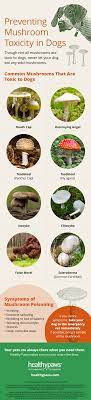 Infographic Preventing Mushroom Toxicity Healthy Paws Pet Insurance Stuffed Mushrooms Prevention Dog Death