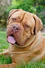 Beasley the Dog - IMDb