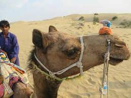 Compare prices and read real guests reviews to book the right room. The Trouble Maker Rocket Picture Of The Real Deal Rajasthan Camel Safari Jaisalmer Tripadvisor
