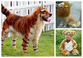 Image result for lions, tigers, and bears