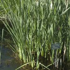 Image result for Rutidea orientalis