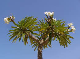 Image result for Pachypodium