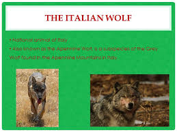According to legend, a shewolf discovered the infant twins and kept them alive via interbreed suckling. Italy Afnan Shaheed Ppt Download