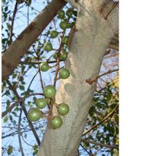 Image result for Ficus sur
