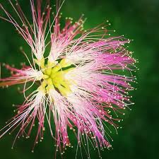 Flower Of Albizia Julibrissin Rosea From My Garden In London Thank You Tom For Sharing This Photo Picture 3 Wa In 2020 Ornamental Trees Specimen Trees Mimosa Tree