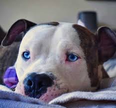 Pin On Pit Bull