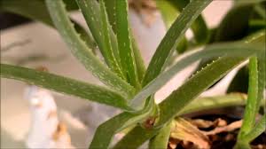Die ergiebige und pflegeleichte pflanze lässt sich auch ohne grünen daumen ganz einfach züchten. Aloe Vera Umtopfen Youtube