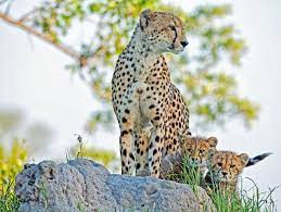 Love For Earth Wild Cats I Love Cats English Bull Terriers