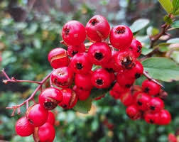 Image result for Pyracantha coccinea red column