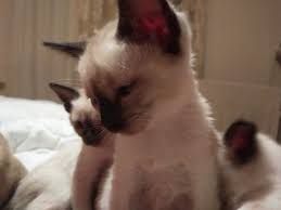 3 Aylik Disi Ve Erkek Siyam Kedi Yavrulari Kedi Satis