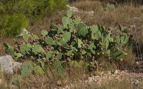 Its soft pads, which are called. Opuntia Stricta Wikipedia