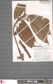 Image result for Ficus ottoniifolia