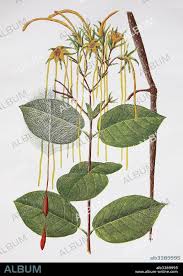 Image result for Strophanthus