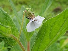 Image result for Trichodesma