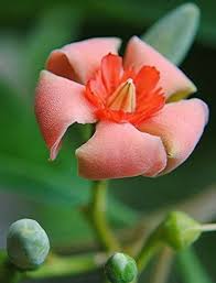 Image result for Rourea coccinea