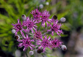 Image result for Vernonia infundibularis