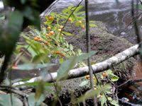 Image result for Carpolobia alba