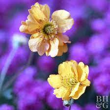 We did not find results for: 15 Top Native Plants Of The Pacific Northwest Better Homes Gardens