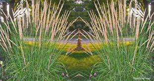 Karl foerster feather reed grass. Karl Foerster Grass Care Growing Calamagrostis Feather Reed Grass