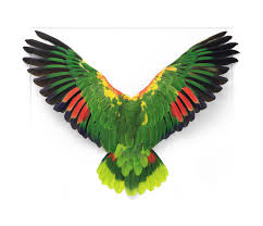 Birds With Human Arms Youtube Sacred Spaces Parrots Art Christopher Marley Feather Art