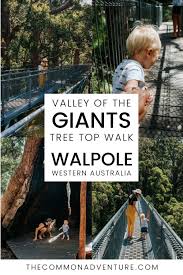 Guide To The Valley Of The Giants Tree Top Walk Western Australia In 2020 Western Australia Family Friendly Travel Kid Friendly Destinations