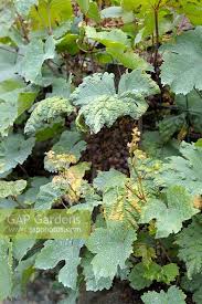 Image result for Colomerus vitis