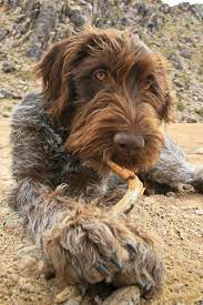 18 German Wire-haired Pointer Ideas German Wirehaired Pointer I Love Dogs Pointer Puppies