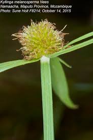 Image result for Kyllinga squamulata