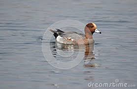Bird With Black And White Head And Brown Body Redhead Duck Floating In The Water Alone Colour Is So Beautiful Body Colour Mostly Grey And Light Brown Head Colour Is R Redhead Duck Head Color Body Colour