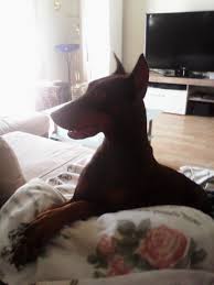 alba nala dobermann kleine hunde hunde