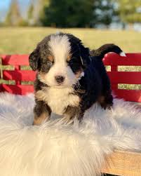 David Hershberger (@pineridgepaws) • Instagram photos and videos