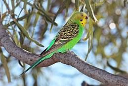 Pets offered by humane societies and shelters, owners and breeders locally in london. Budgerigar Wikipedia