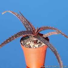 Image result for Aloe cameronii