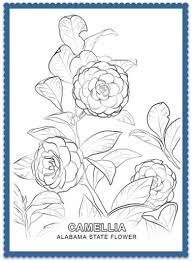 Alabama State Flower Camellia By Usa Facts For Kids Flower Coloring Pages Flower Drawing Tree Coloring Page