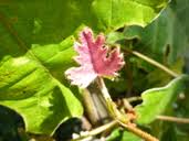 Image result for Rhoicissus tomentosa