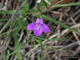 Maybe you would like to learn more about one of these? Blue Florida Wildflowers Page 2 Of 3
