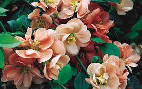 Check spelling or type a new query. The Best Shrubs For Spring Flower And Foliage Hillier Garden Centres
