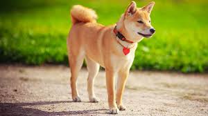 Make your unique style stick by creating. Shiba Inus Shibes Know Your Meme