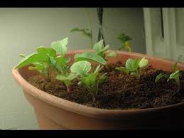 Sow radish seeds sparingly indoors. Growing Radishes In Coco Coir Video Growing Radishes Growing Indoors Growing Food Indoors