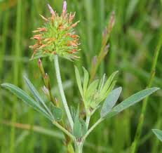 Image result for Trifolium squarrosum
